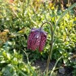 Fritillaria meleagris Flower