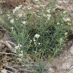 Lepidium montanum Агульны выгляд