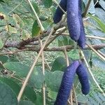 Decaisnea insignis Fruto