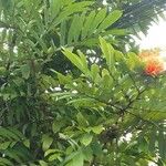 Brownea rosa-de-monte Leaf