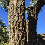 Cussonia paniculata Corteccia