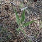 Crepis acuminata Leaf