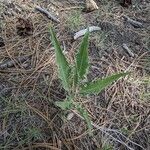 Crepis acuminata 葉