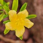 Sida tenuicarpa Flower