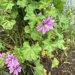 Malva parvifloraHabit