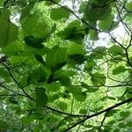 Tilia x europaea Blad