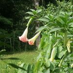 Brugmansia suaveolensBlüte