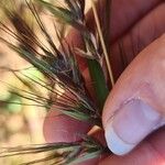 Themeda quadrivalvis Кветка