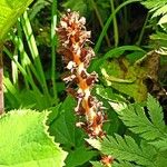 Orobanche flava Flower
