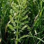 Sium latifolium Hoja