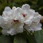 Rhododendron sikangense Flor