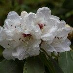 Rhododendron sikangense Flower