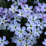 Phlox diffusa Цветок
