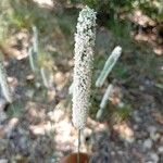 Phleum pratense Kukka