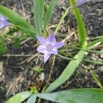 Triteleia laxa Flower