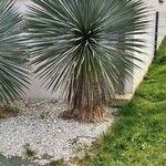 Yucca elata Frunză