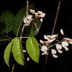 Derris trifoliata 形態