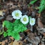 Tanacetum partheniumফুল