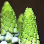Muscari botryoides Flor