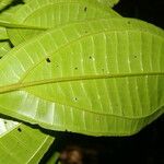 Miconia cooperi Leaf