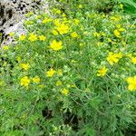 Potentilla argentea Хабит