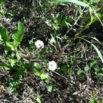 Convolvulus equitans Hábito