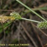 Carex extensa Floare