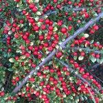 Cotoneaster horizontalisFruit