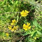 Helenium autumnaleFloare