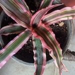 Cryptanthus bivittatusLeaf