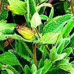 Lepechinia calycina Leaf