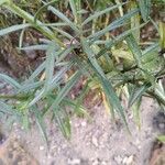 Angelonia biflora Hoja