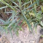 Angelonia biflora Leaf