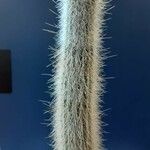 Cleistocactus hyalacanthus Pokrój