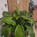 Spathiphyllum wallisii Leaf