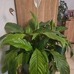 Spathiphyllum wallisii Levél