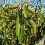 Aristotelia chilensis Blad