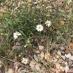 Melampodium leucanthum Цвят