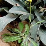 Sinapis arvensis Libunga