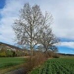 Populus tremula Habitus