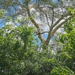 Vachellia xanthophloea Tervik taim