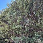 Juniperus deppeana 葉