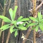 Euphorbia mellifera Lapas