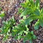 Andersonglossum virginianum Hábito