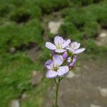 Cardamine crassifolia Flower