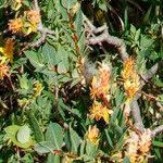 Salix caesia Fula