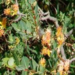 Salix caesia Flower