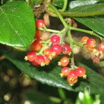 Viburnum suspensum Fruto