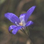 Brodiaea jolonensis Цветок