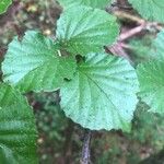 Viburnum dilatatum Foglia